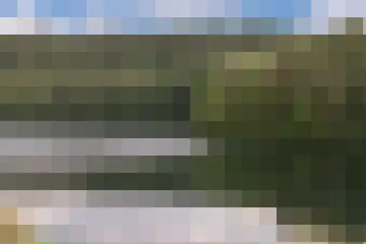 Zanglijster 101 Rhenen thumbnail 35