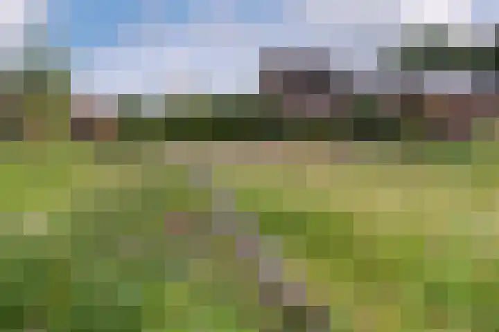 Zanglijster 101 Rhenen thumbnail 38