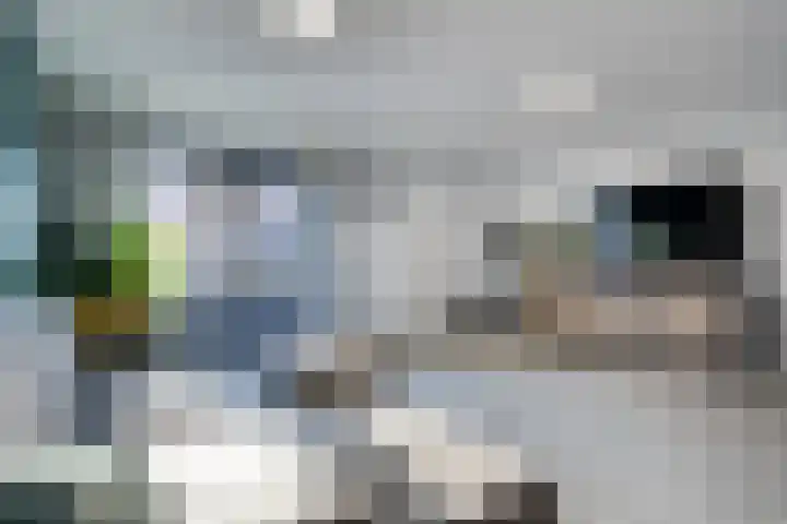 Zanglijster 20 Venhuizen thumbnail 12