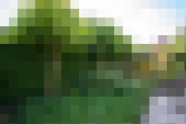 Zanglijster 4 Ouderkerk aan de Amstel thumbnail 23