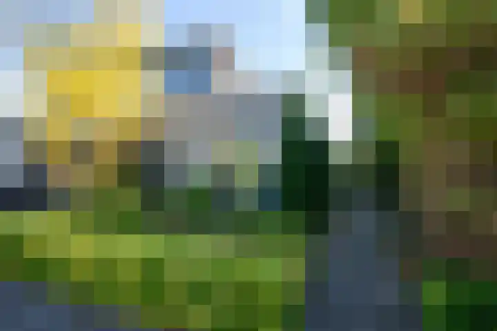 Zanglijster 4 Ouderkerk aan de Amstel thumbnail 32