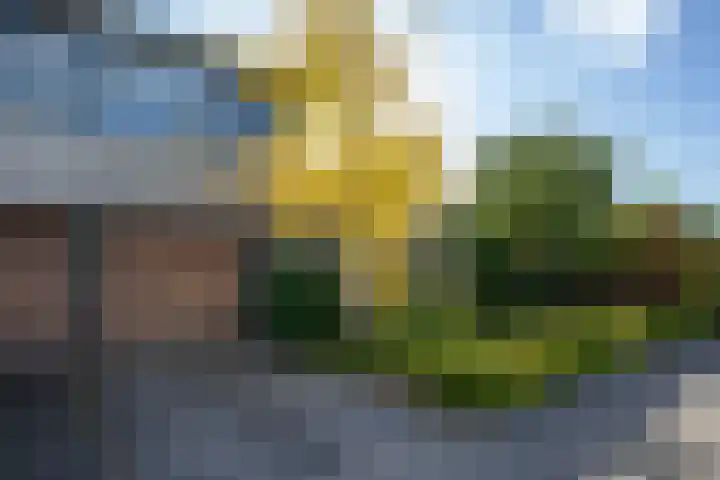 Zanglijster 4 Ouderkerk aan de Amstel thumbnail 4