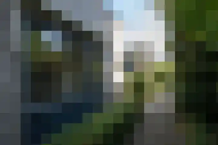 Zanglijster 4 Ouderkerk aan de Amstel thumbnail 5