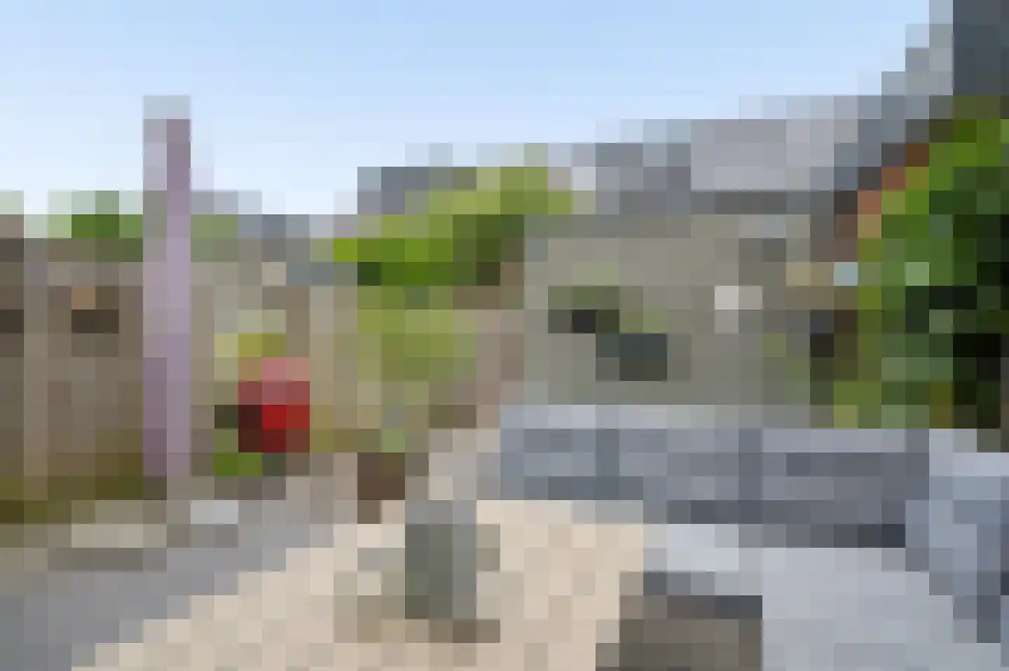 Zanglijster 77 Rhenen thumbnail 27