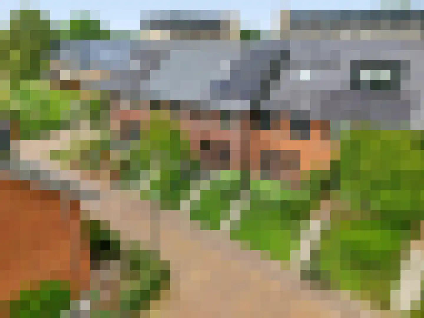 Zanglijster 77 Rhenen thumbnail 31