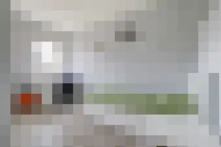 Zanglijster 89 Rhenen thumbnail 25