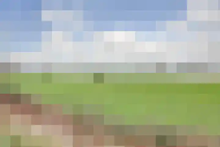Zanglijster 89 Rhenen thumbnail 49