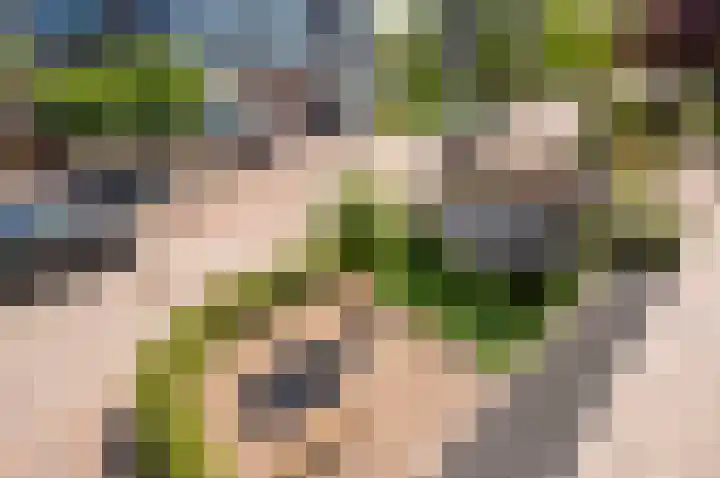Zanglijster 9 Ouderkerk aan de Amstel thumbnail 50