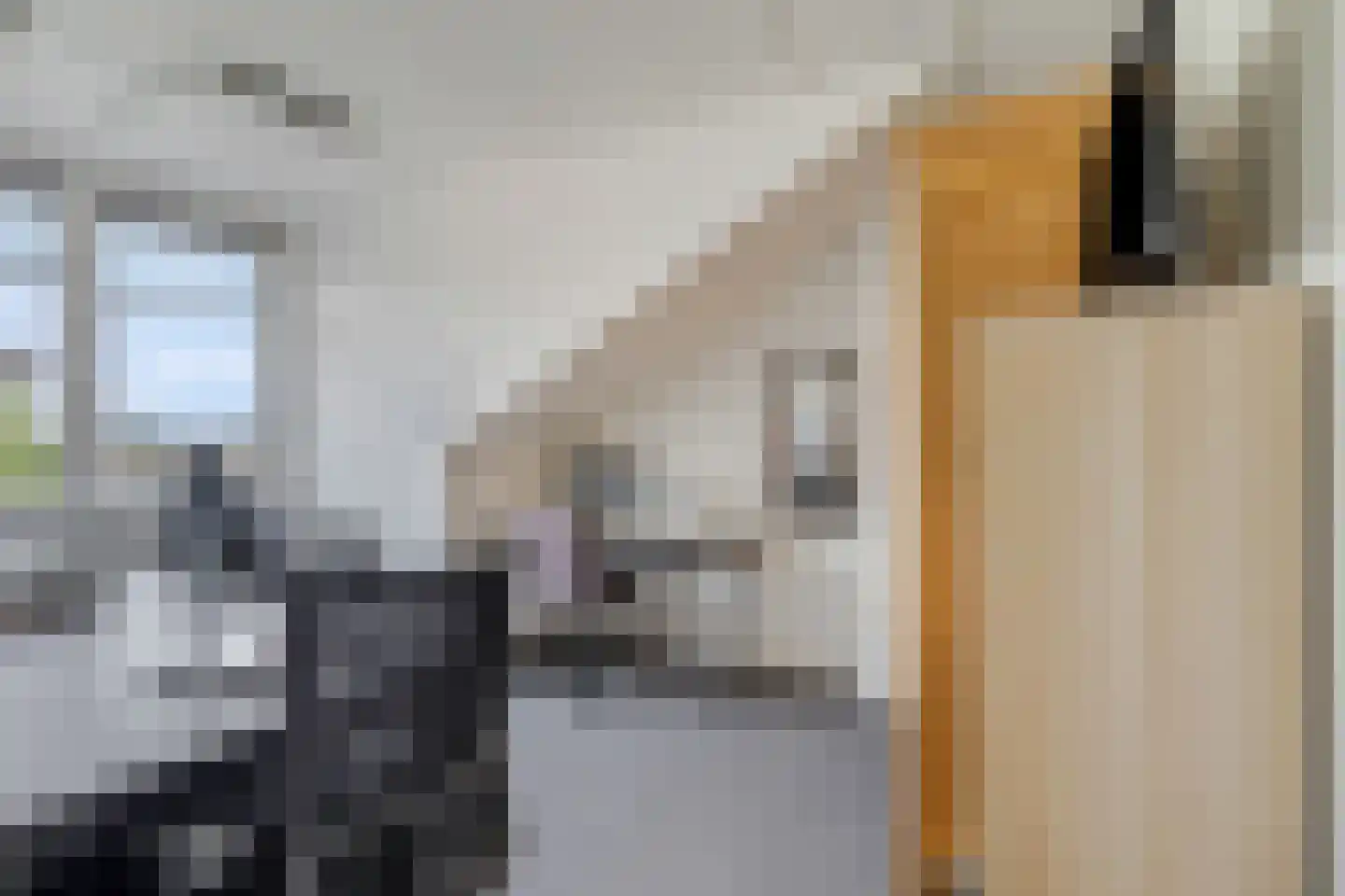 Zanglijster 90 Rhenen thumbnail 29