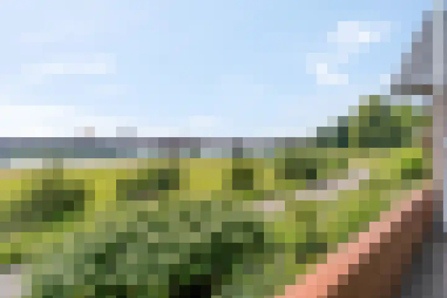Zanglijster 90 Rhenen thumbnail 44