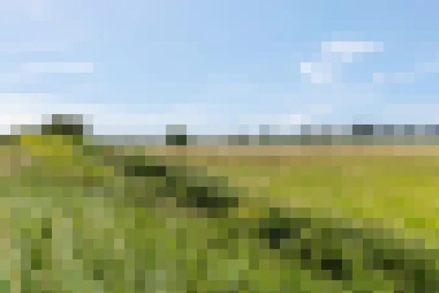 Zanglijster 90 Rhenen thumbnail 52