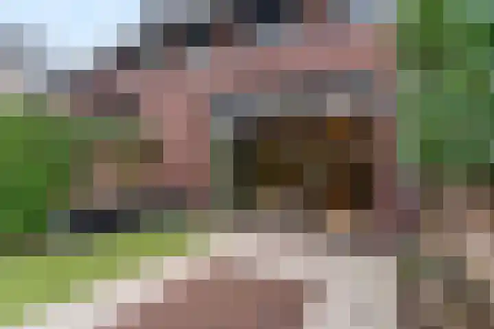 Zanglijster 93 Rhenen thumbnail 34