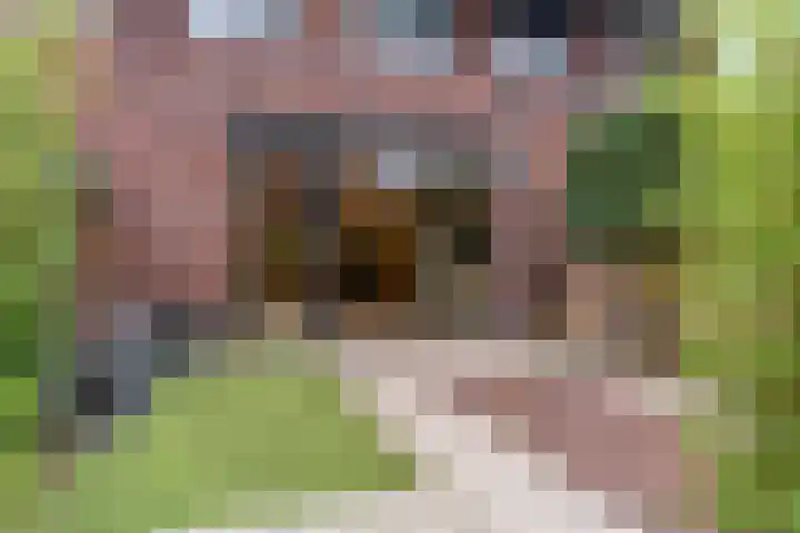 Zanglijster 93 Rhenen thumbnail 38