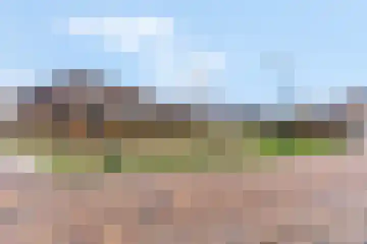 Zanglijster 93 Rhenen thumbnail 42