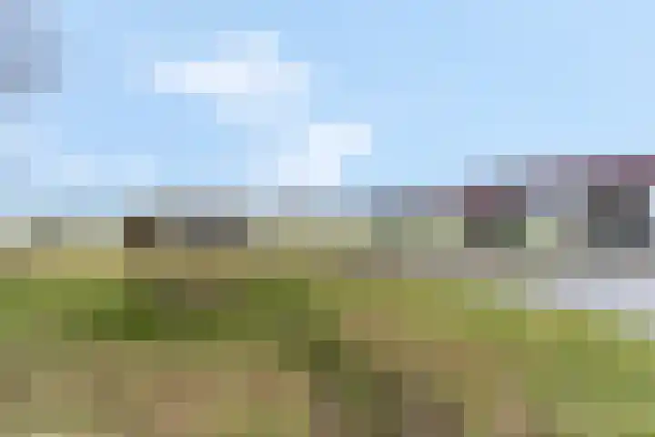 Zanglijster 93 Rhenen thumbnail 45