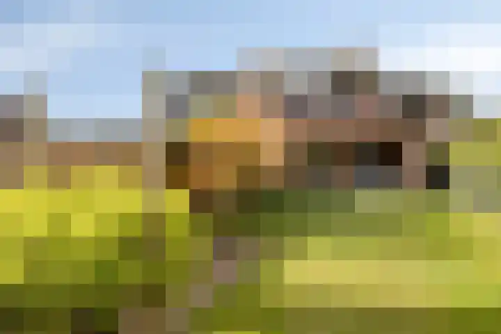 Zavelveldweg 10 Heel thumbnail 36
