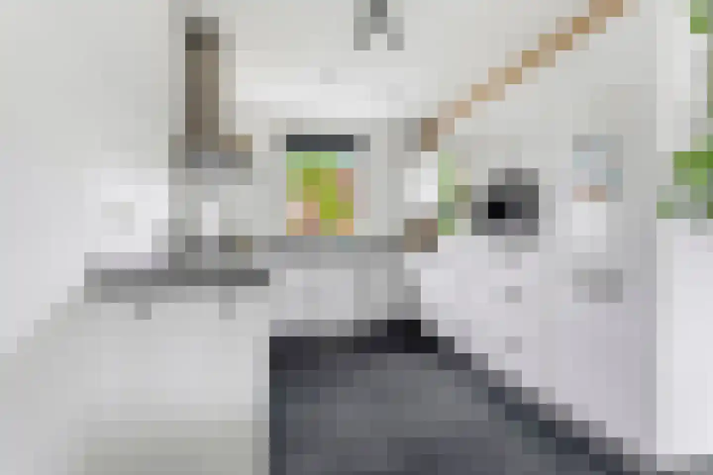 Zebrakever 32 Son en Breugel thumbnail 13