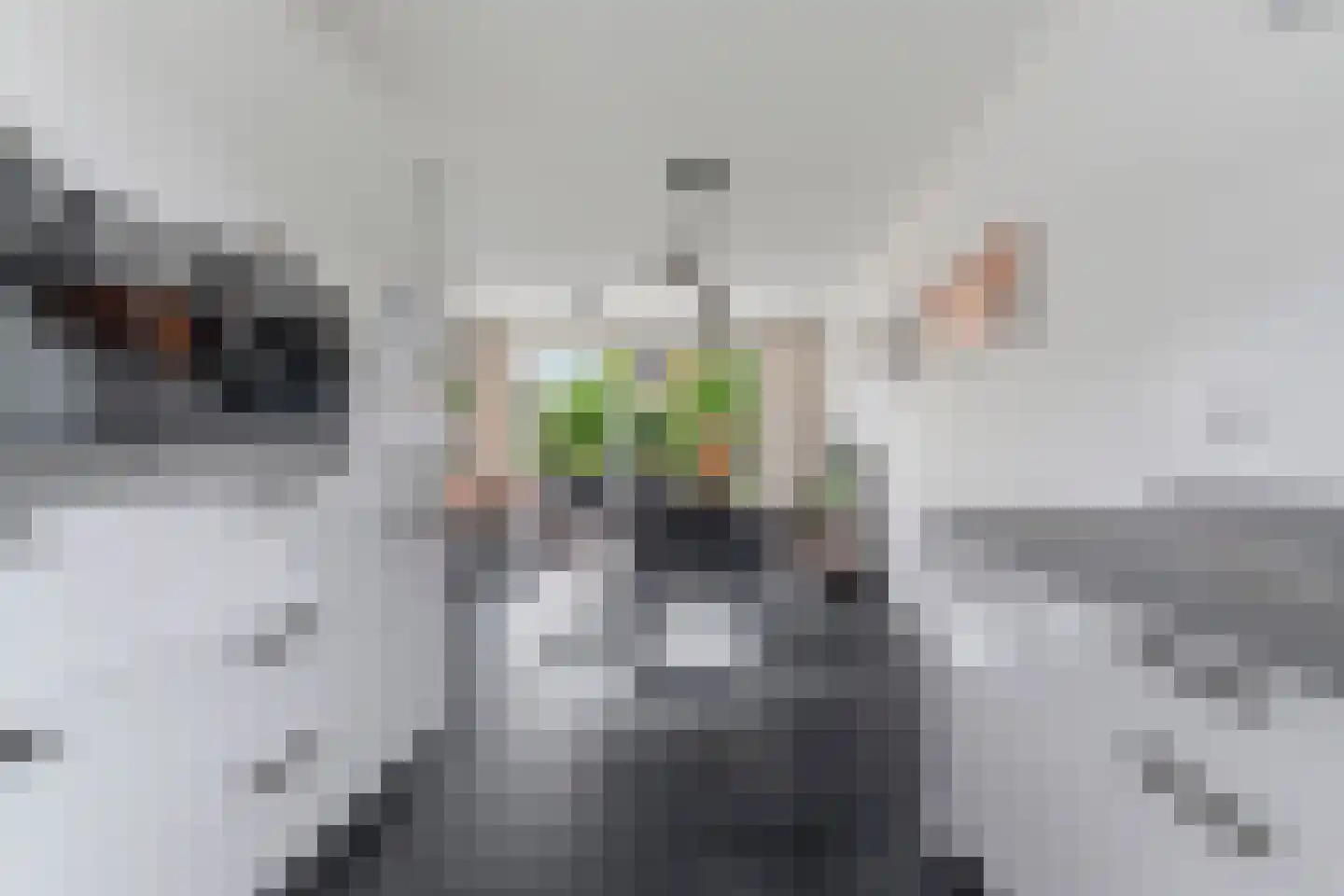 Zebrakever 32 Son en Breugel thumbnail 14