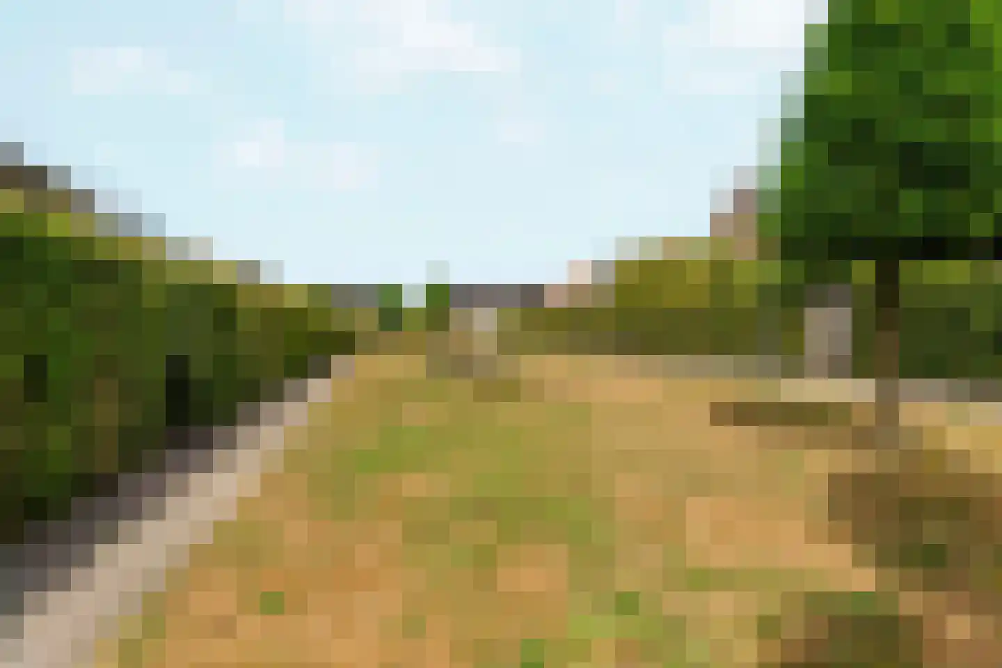 Zebrakever 32 Son en Breugel thumbnail 34