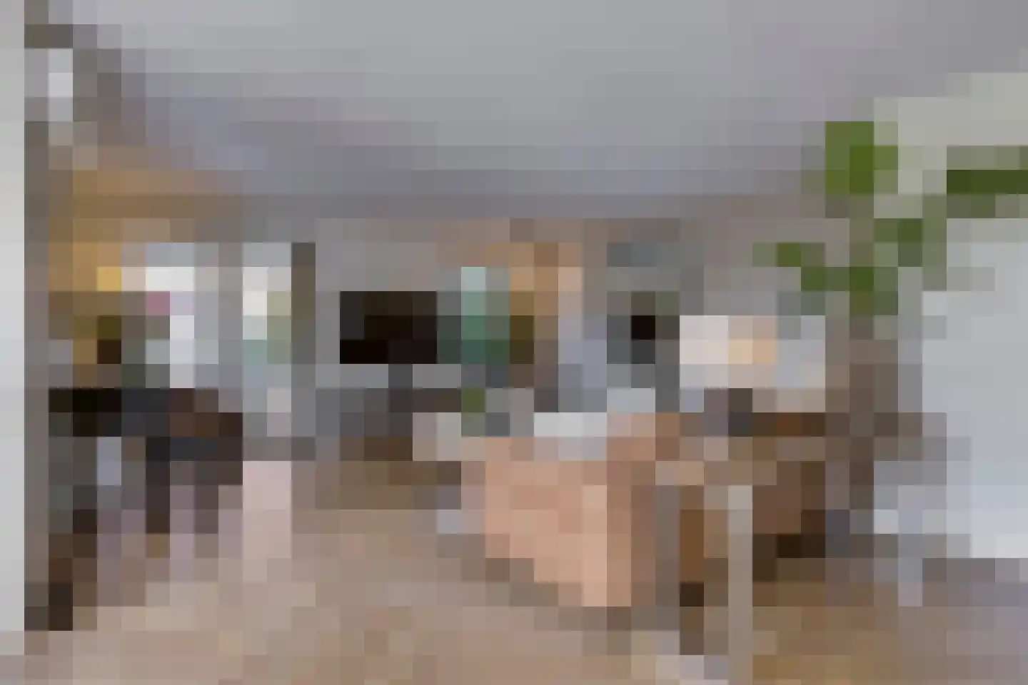Zebrakever 41 Son en Breugel thumbnail 10