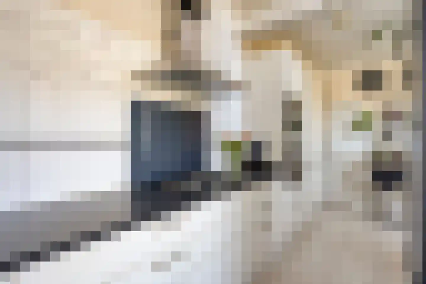 Zebraspoor 17 Maarssen thumbnail 12