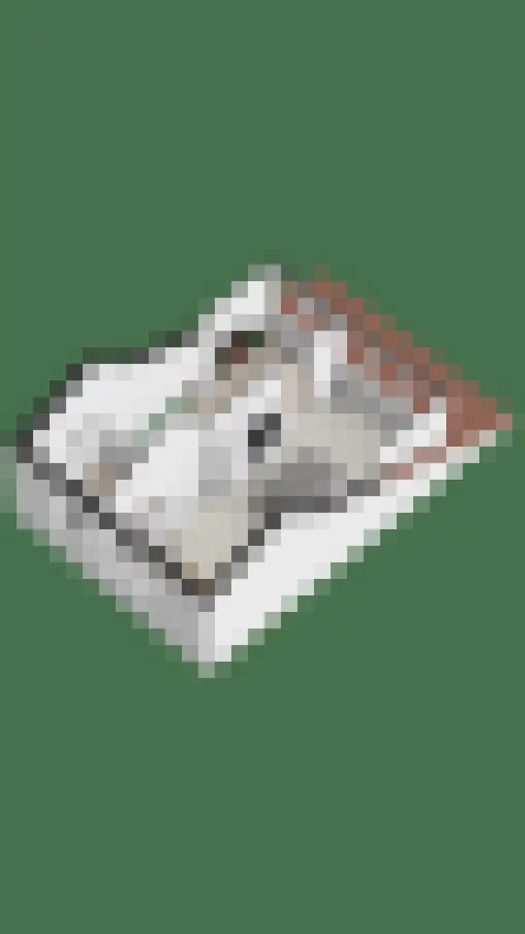 Zebraspoor 17 Maarssen thumbnail 41