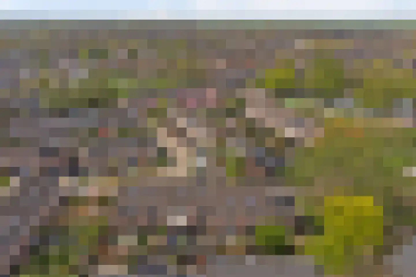 Zebraspoor 487 Maarssen thumbnail 46