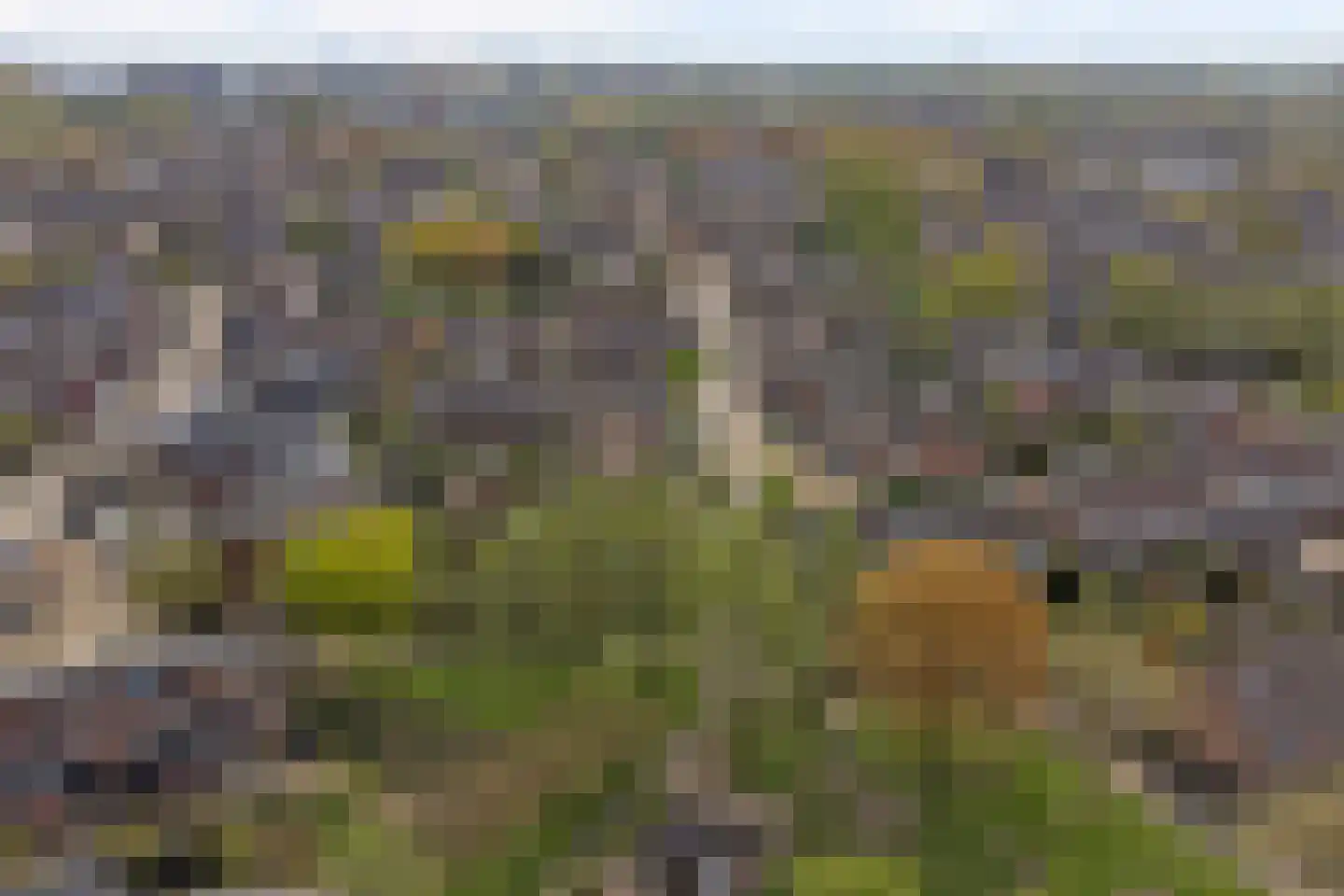Zebraspoor 487 Maarssen thumbnail 47