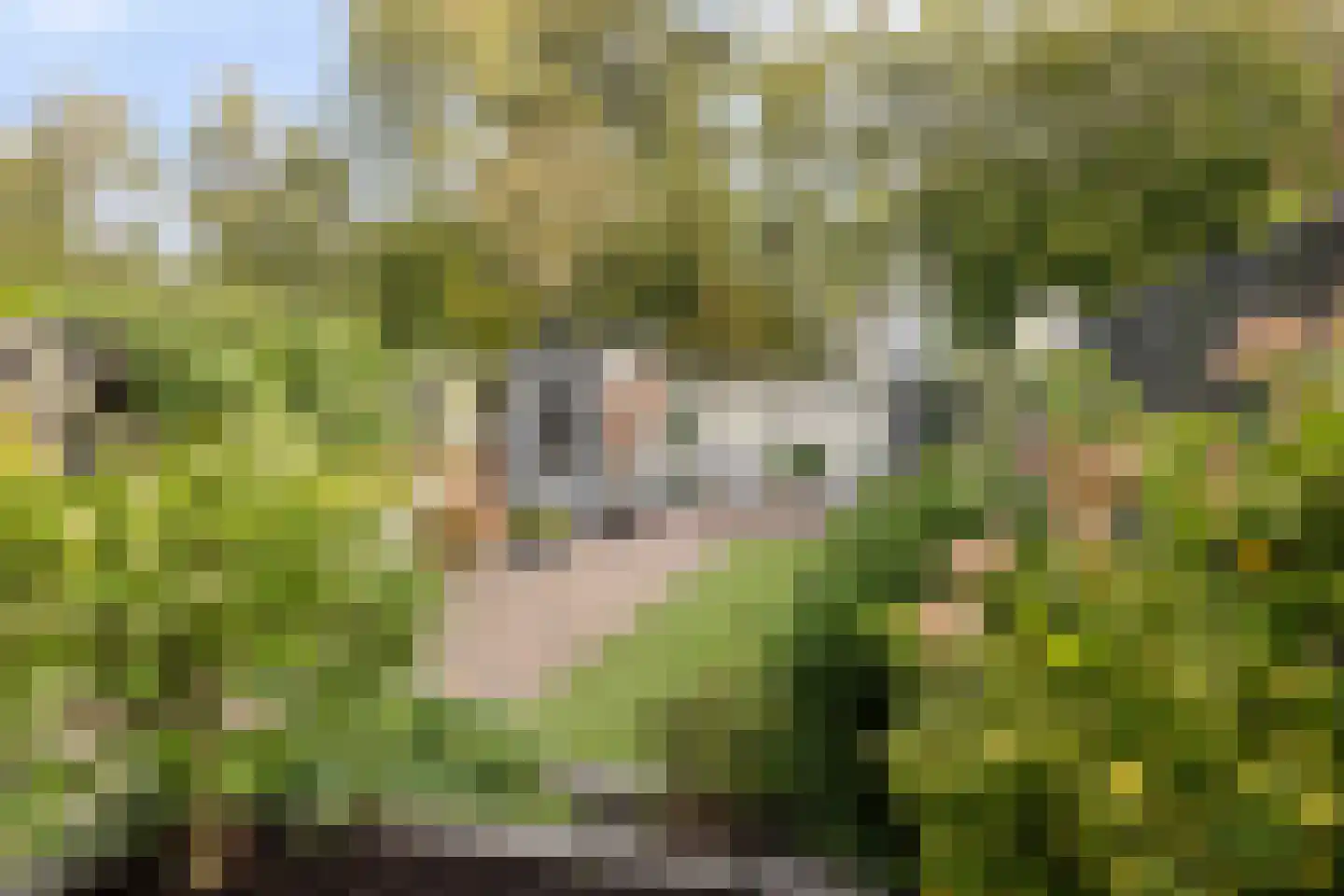 Zebraspoor 61 Maarssen thumbnail 40