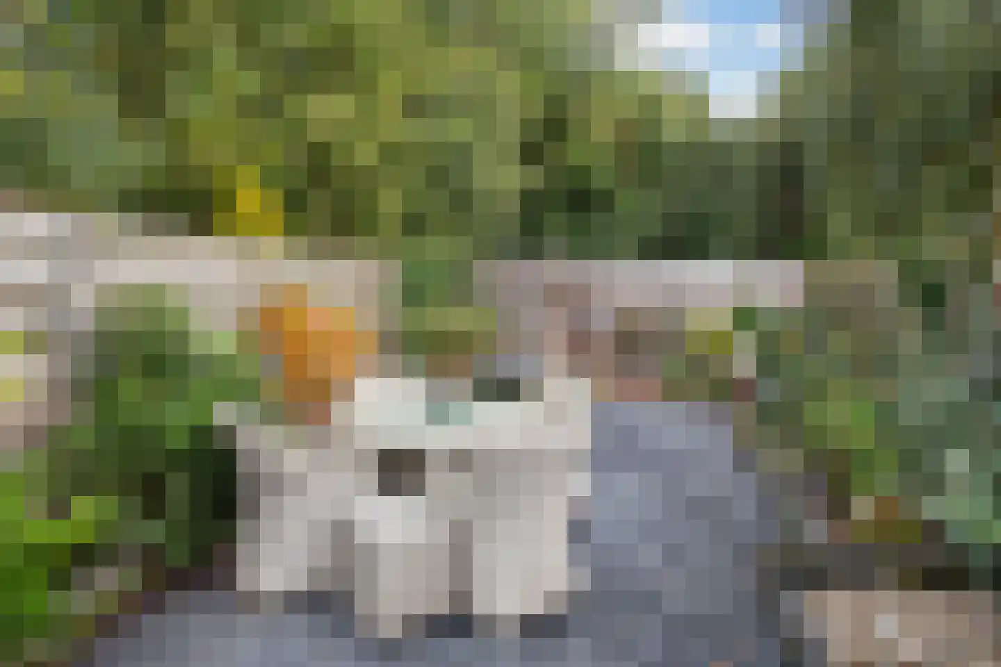 Zebraspoor 649 Maarssen thumbnail 34