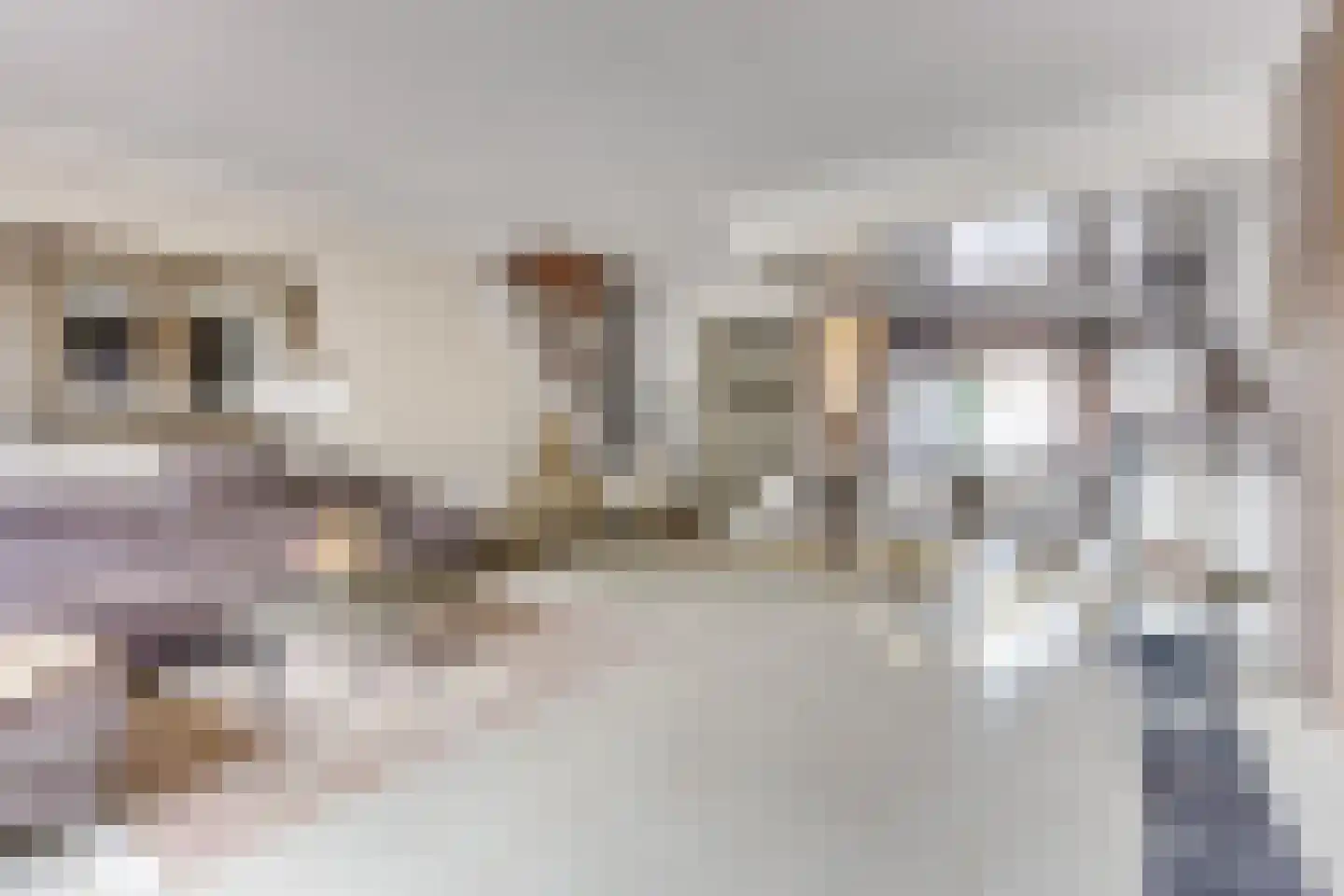 Zebraspoor 704 Maarssen thumbnail 13