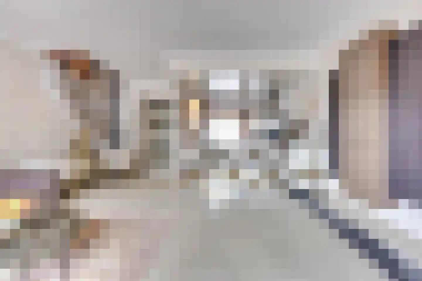 Zebraspoor 704 Maarssen thumbnail 15