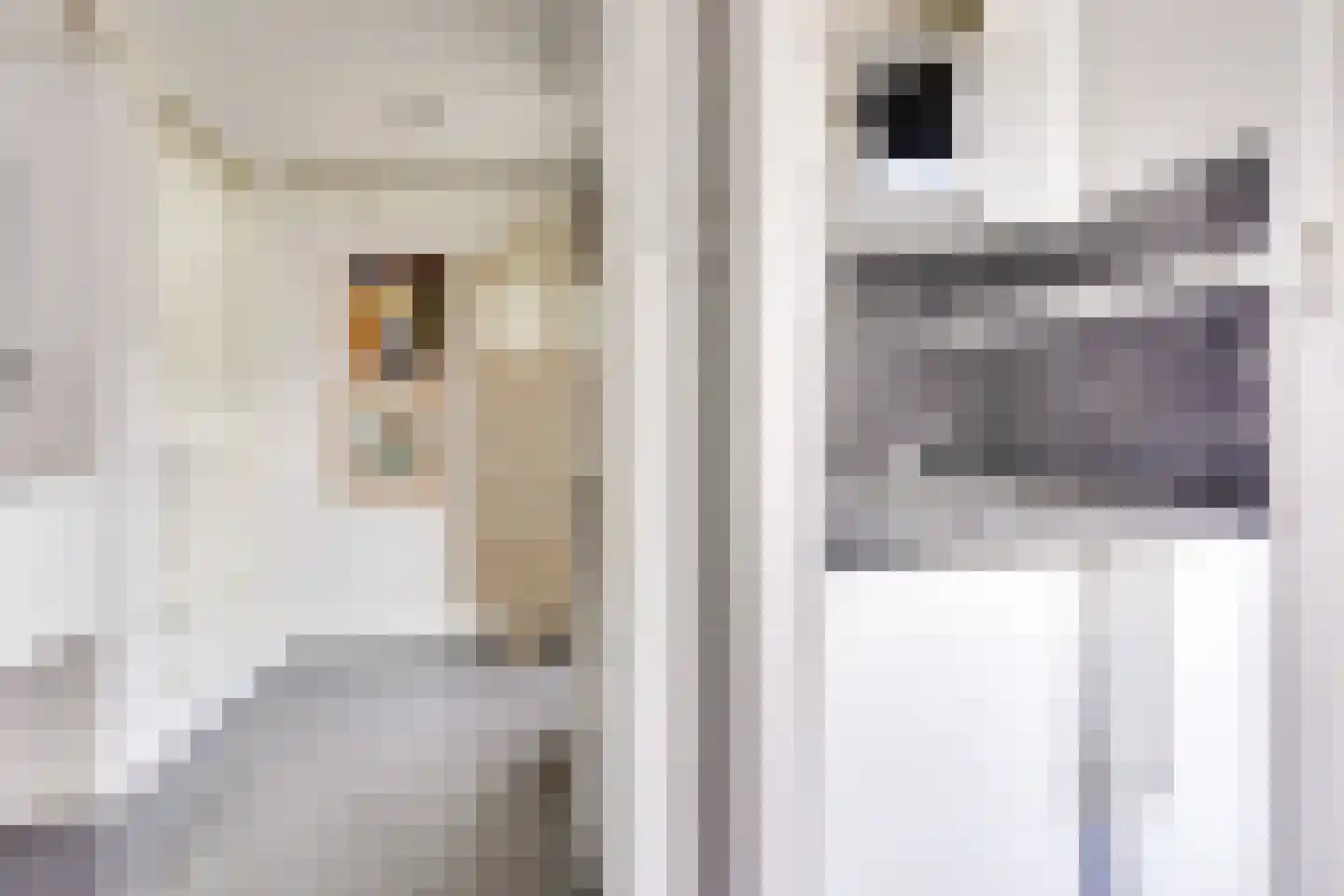Zebraspoor 704 Maarssen thumbnail 35