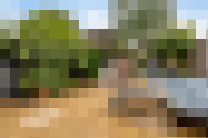 Zebravink 27 Veenendaal thumbnail 29