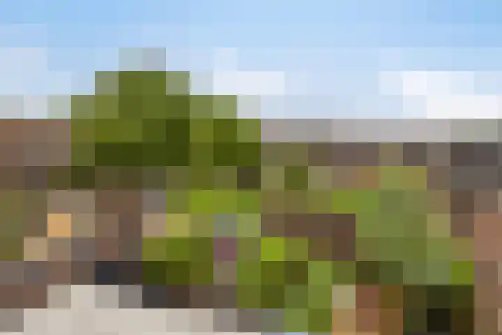 Zebravink 27 Veenendaal thumbnail 31
