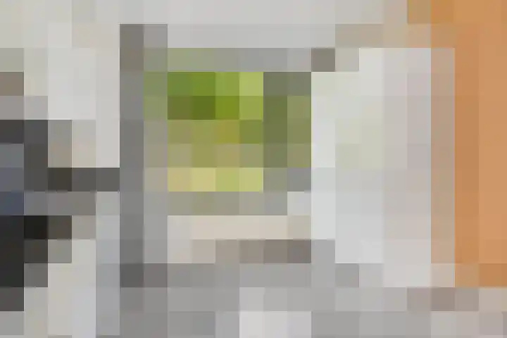 Zebravink 3 Veenendaal thumbnail 12