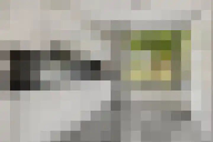 Zebravink 3 Veenendaal thumbnail 14