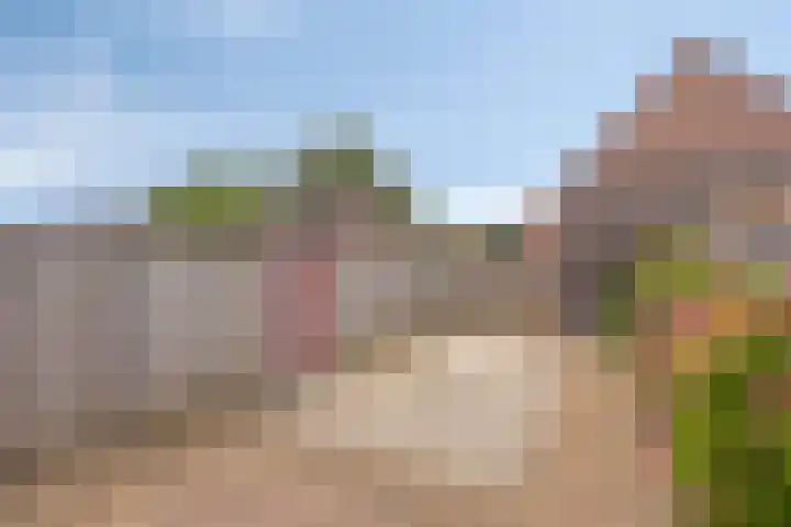 Zebravink 3 Veenendaal thumbnail 28