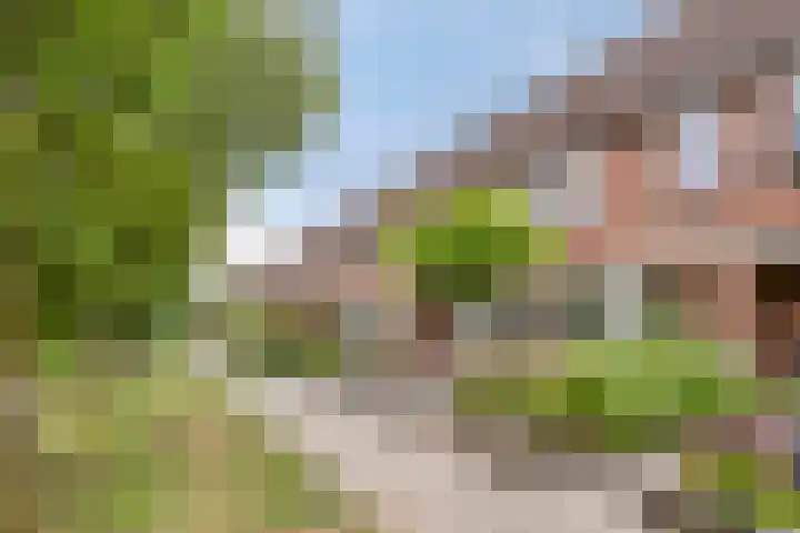 Zebravink 3 Veenendaal thumbnail 34