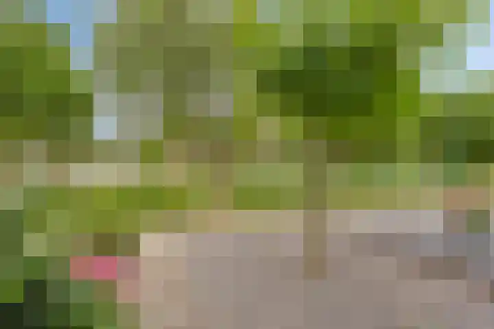 Zebravink 3 Veenendaal thumbnail 35
