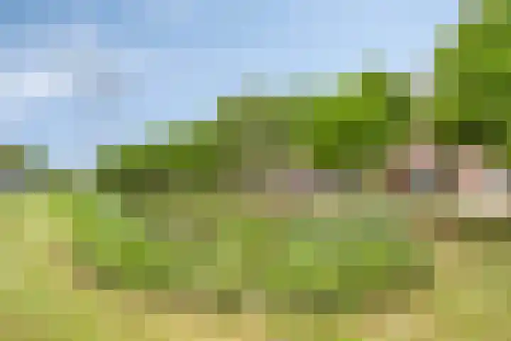 Zebravink 3 Veenendaal thumbnail 36