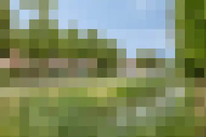 Zebravink 3 Veenendaal thumbnail 37