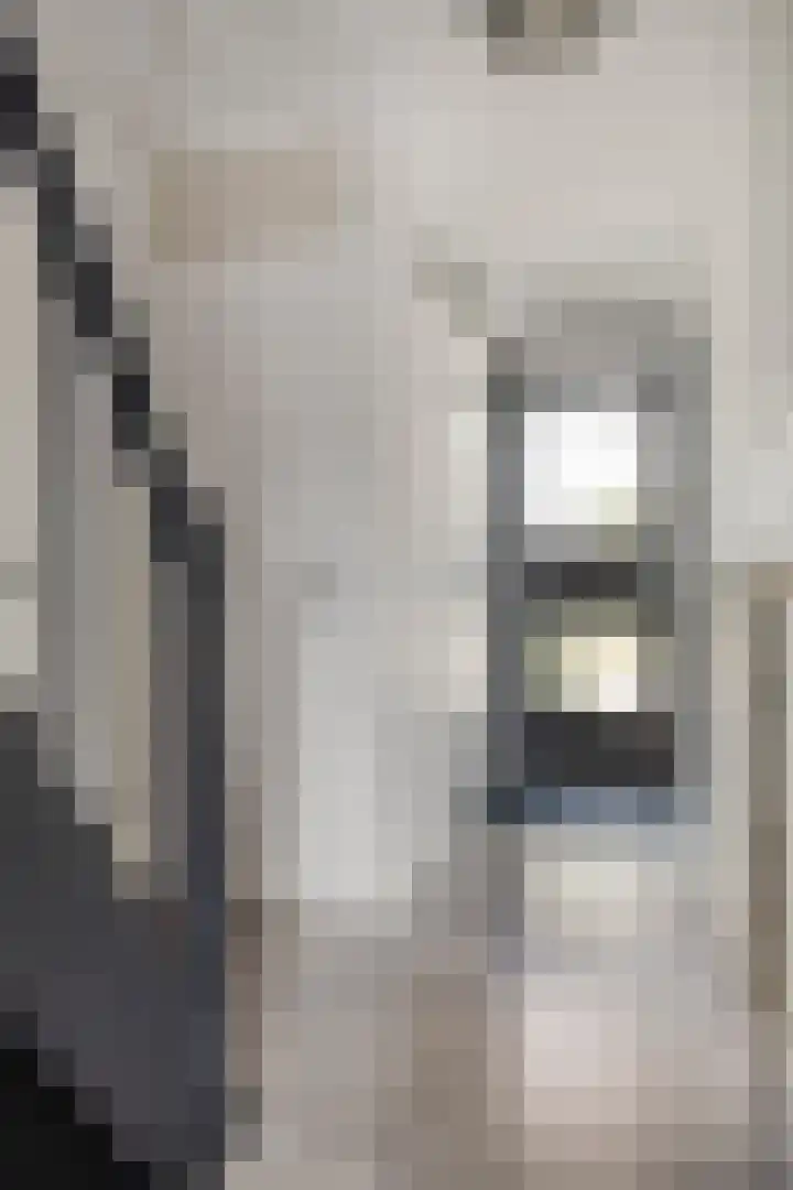 Zebravink 3 Veenendaal thumbnail 6