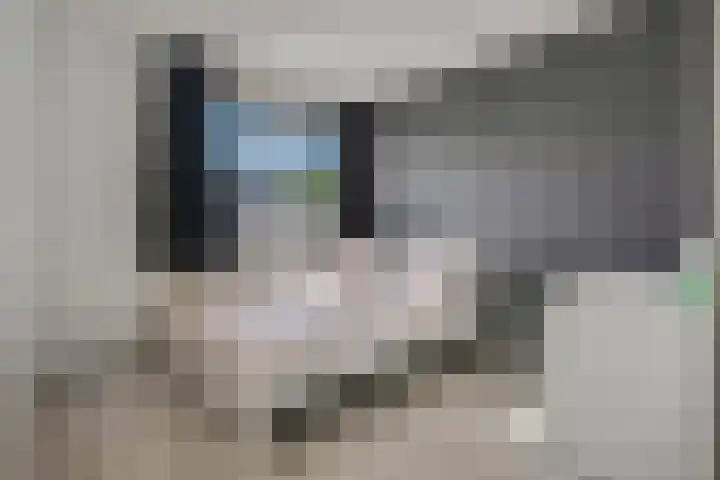 Zebravink 8 Veenendaal thumbnail 17