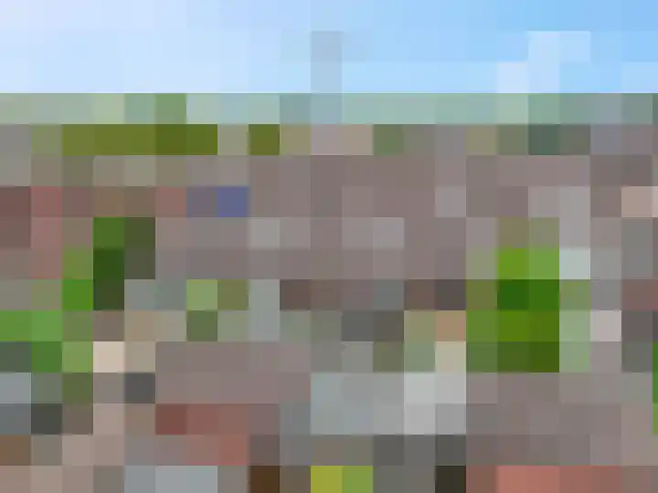 Zebravink 8 Veenendaal thumbnail 32