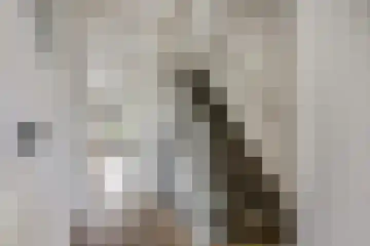 Zebravink 8 Veenendaal thumbnail 7