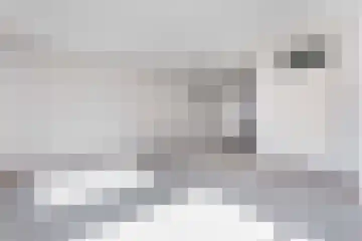 Zebraweide 16 Nieuwegein thumbnail 5