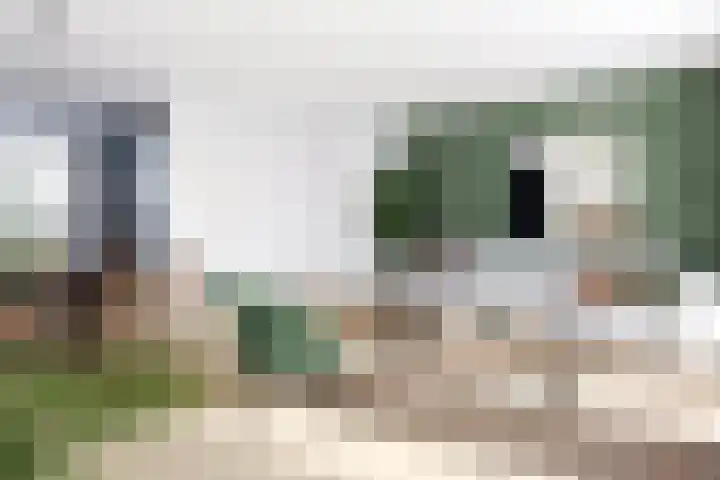 Zebraweide 16 Nieuwegein thumbnail 9