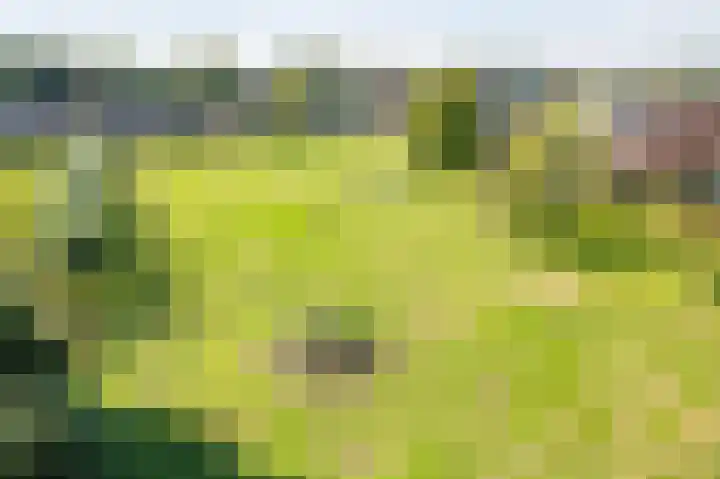 Zeddamseweg 42 Etten thumbnail 46