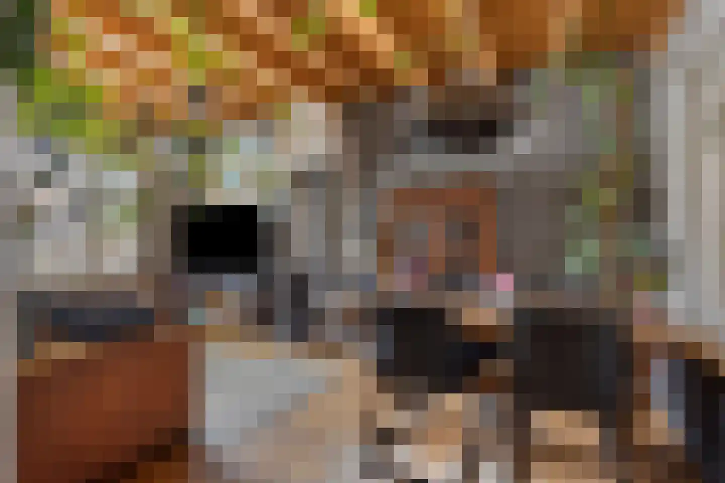 Zeeanemoonweg 72 Renesse thumbnail 4